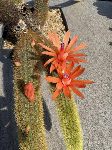 Cleistocactus winteri